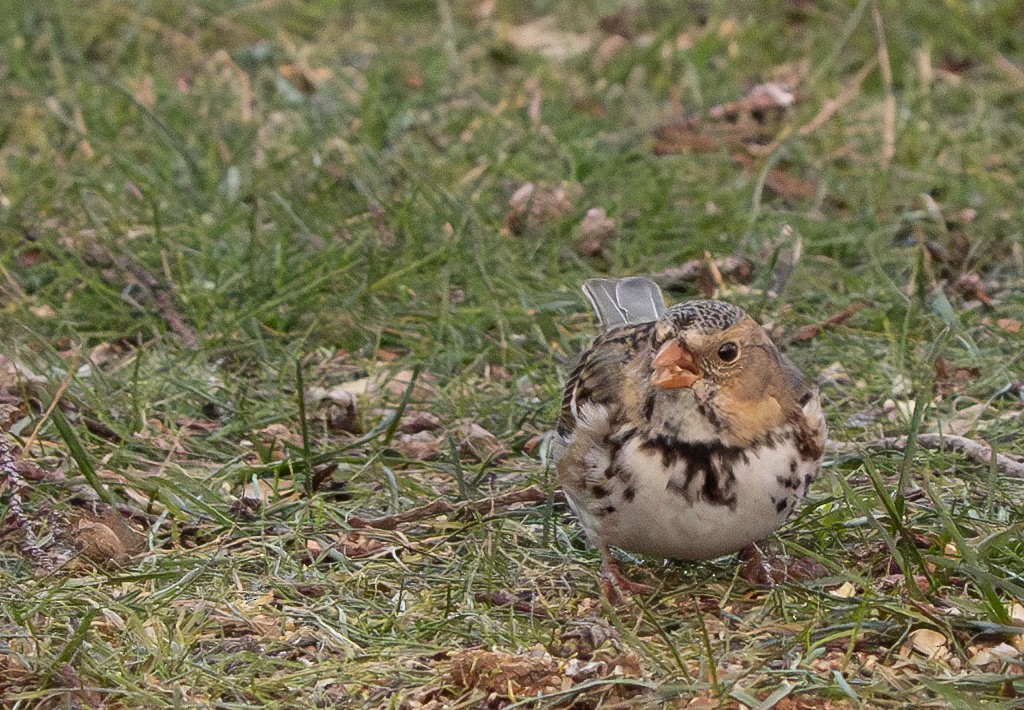 Harris's Sparrow - ML613400329