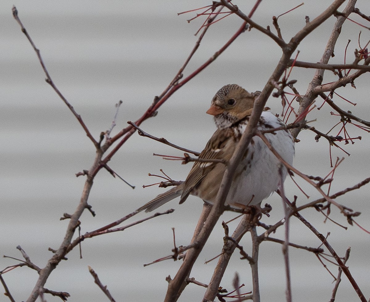 Harris's Sparrow - ML613400330