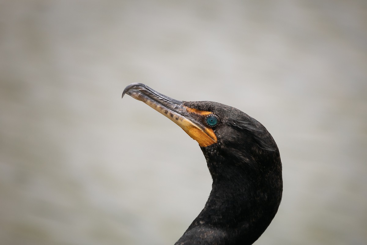 Double-crested Cormorant - ML613400338