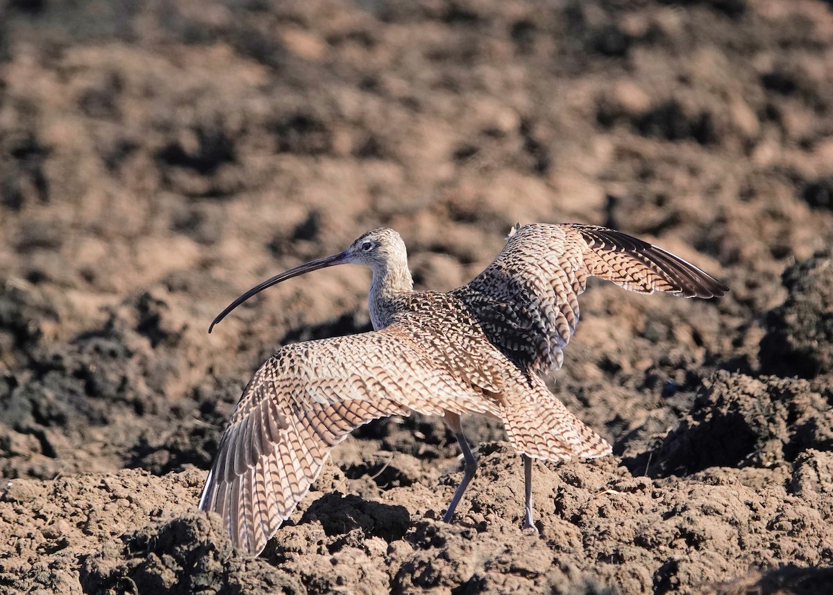 Long-billed Curlew - ML613400396