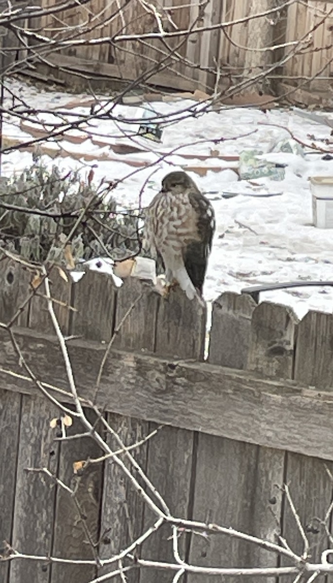 Sharp-shinned Hawk - Susanna Donato