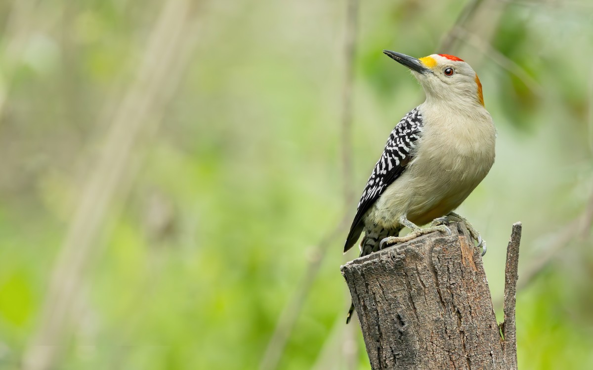 Golden-fronted Woodpecker (Northern) - ML613400499