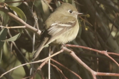 Hammond's Flycatcher - ML613400543