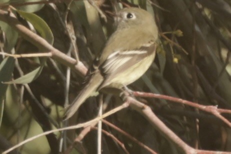 Hammond's Flycatcher - ML613400544