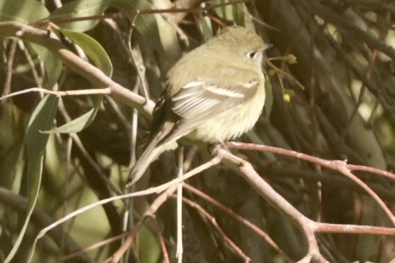 Hammond's Flycatcher - ML613400545