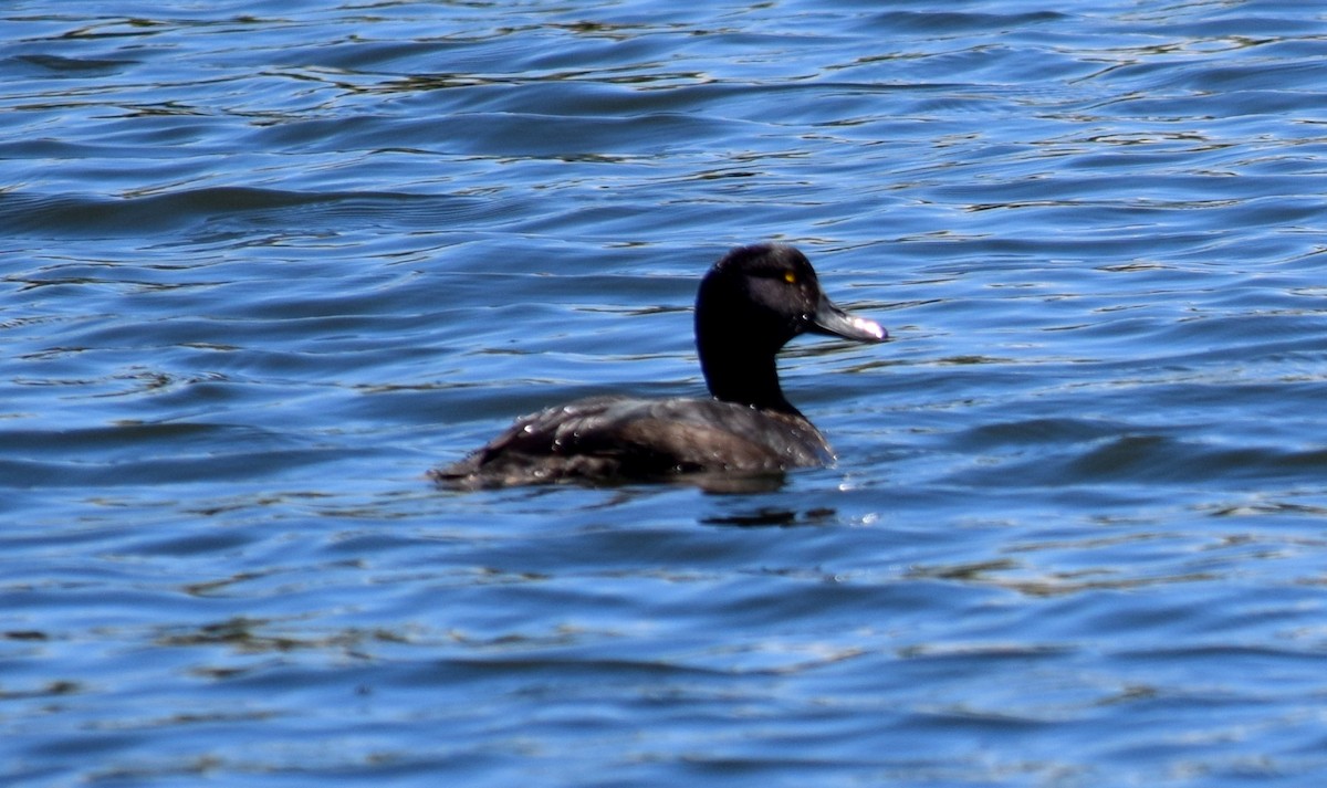 New Zealand Scaup - ML613400667
