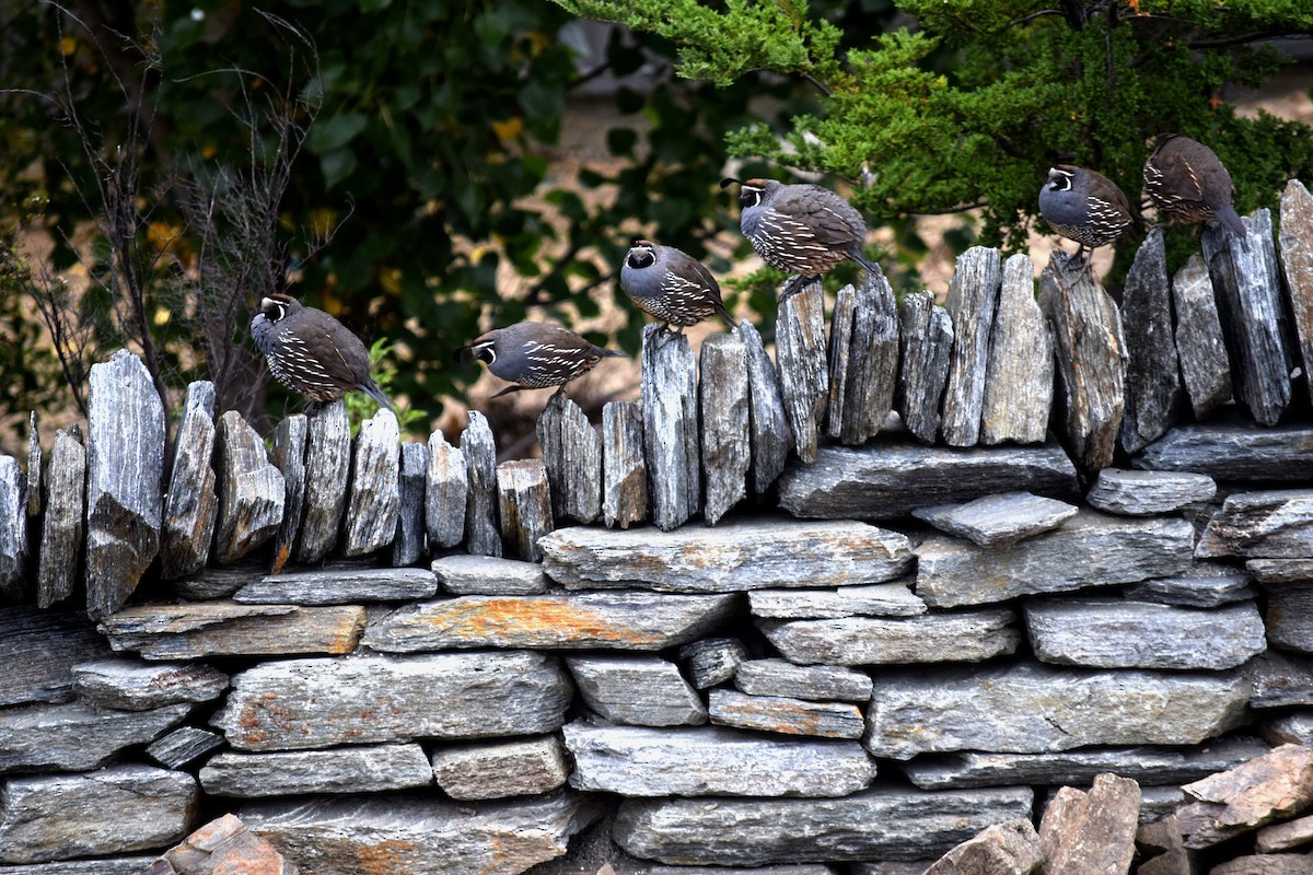 California Quail - ML613400673