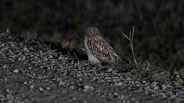 Short-eared Owl - ML613400721