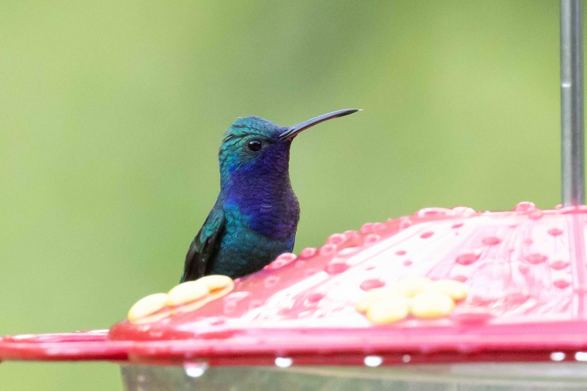 Sapphire-throated Hummingbird - ML613400832