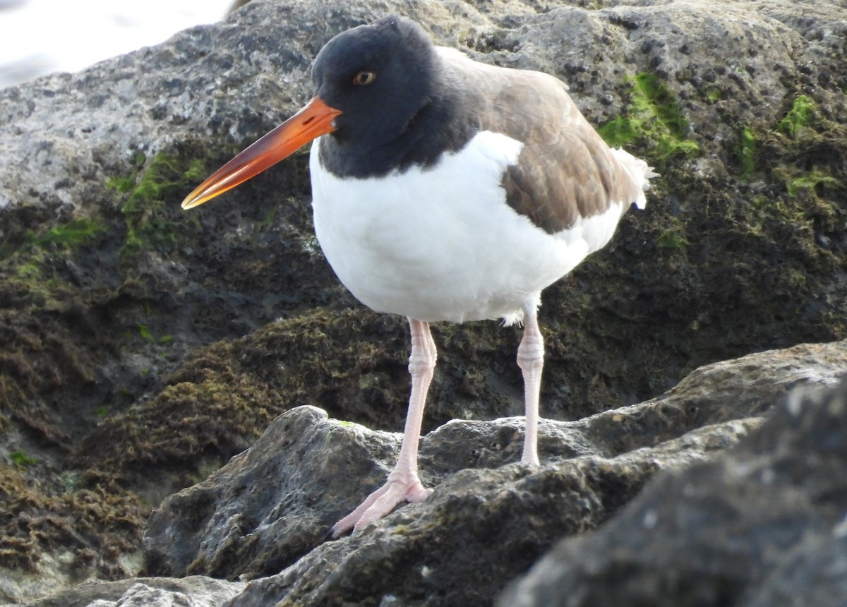 American Oystercatcher - ML613400930