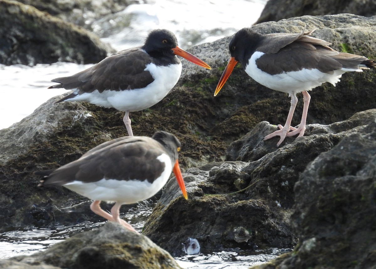 American Oystercatcher - Kathy Springer