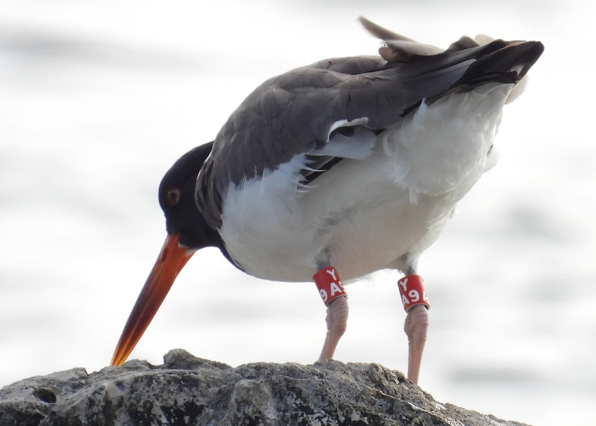 American Oystercatcher - Kathy Springer