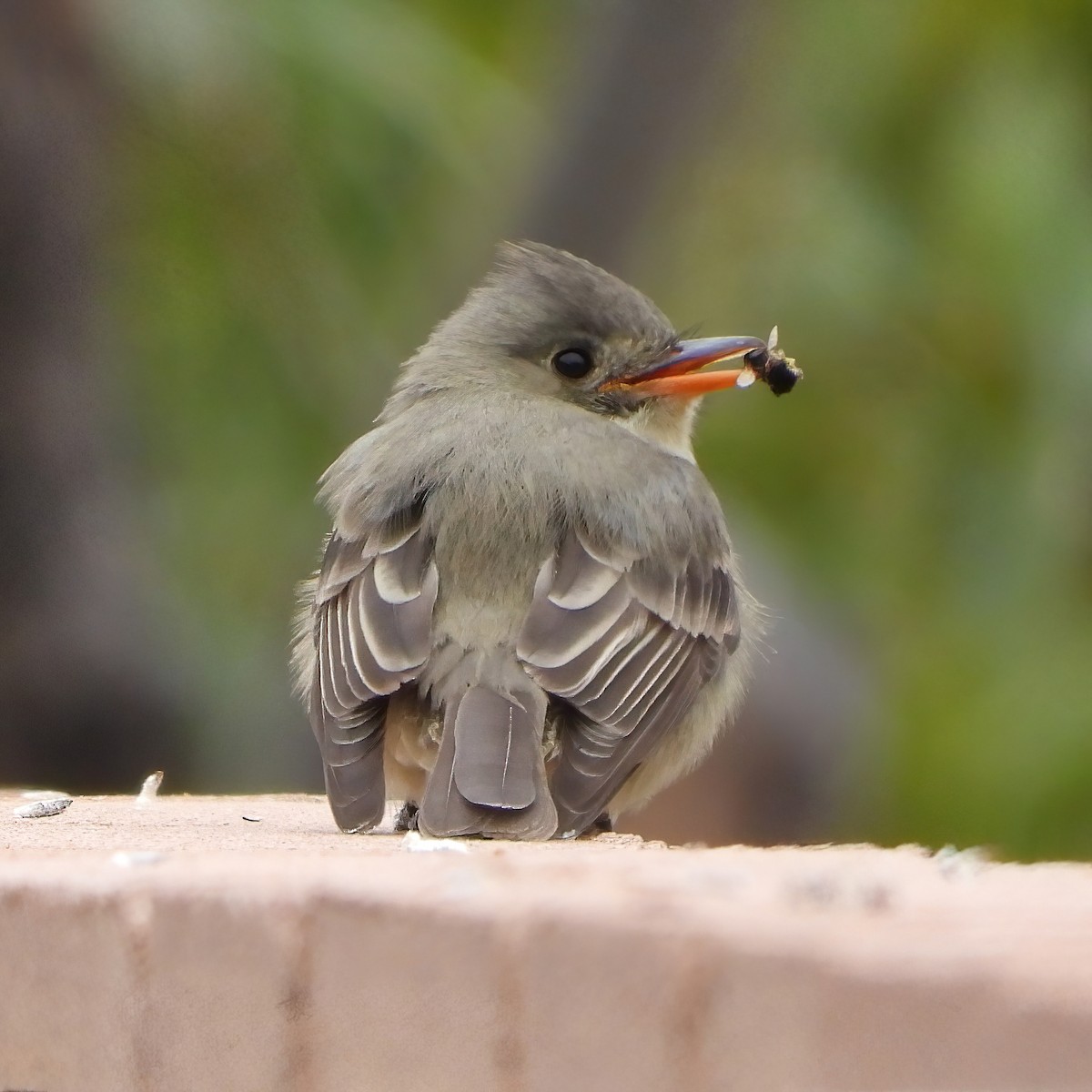 Greater Pewee - ML613400968