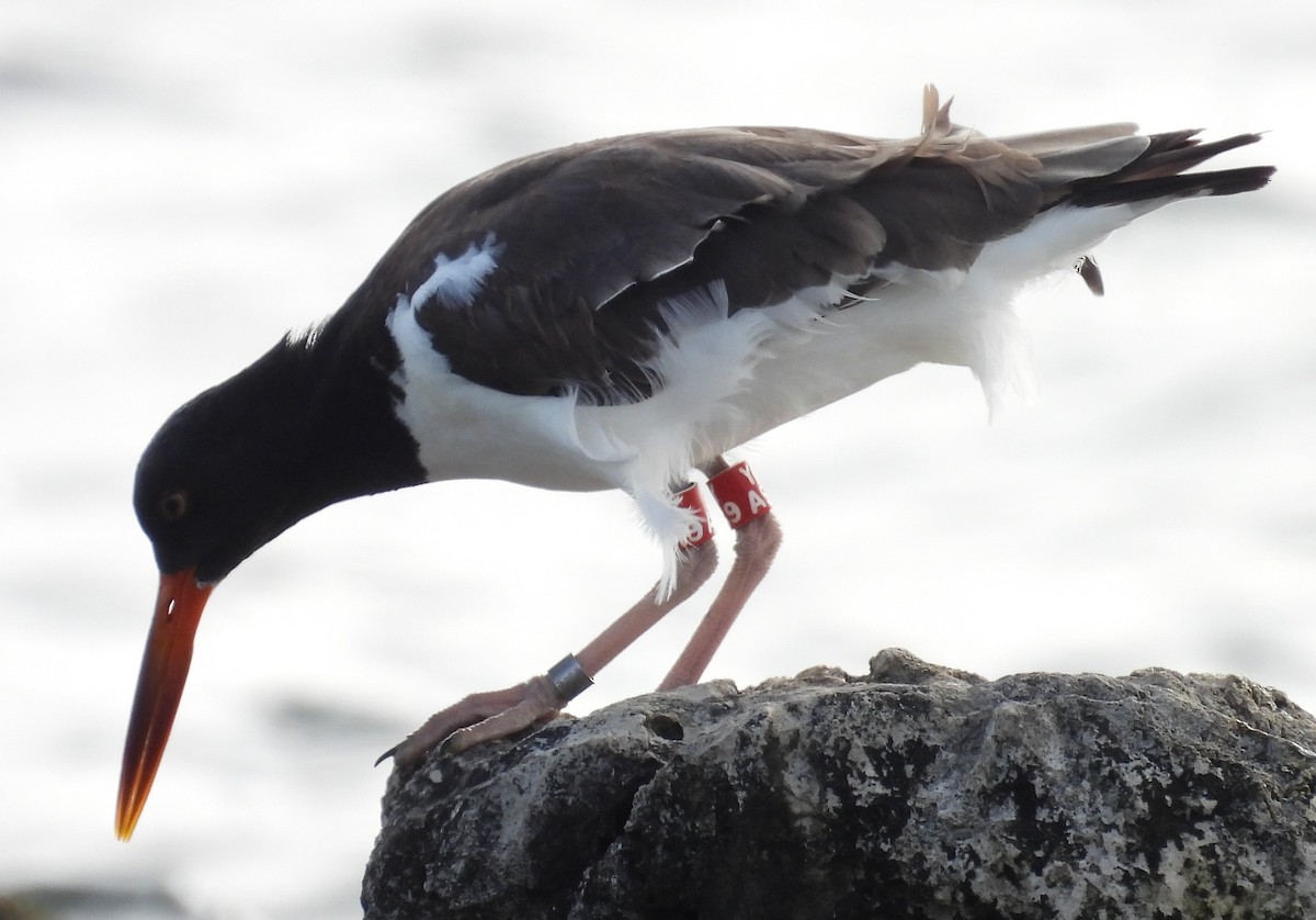 American Oystercatcher - ML613400972