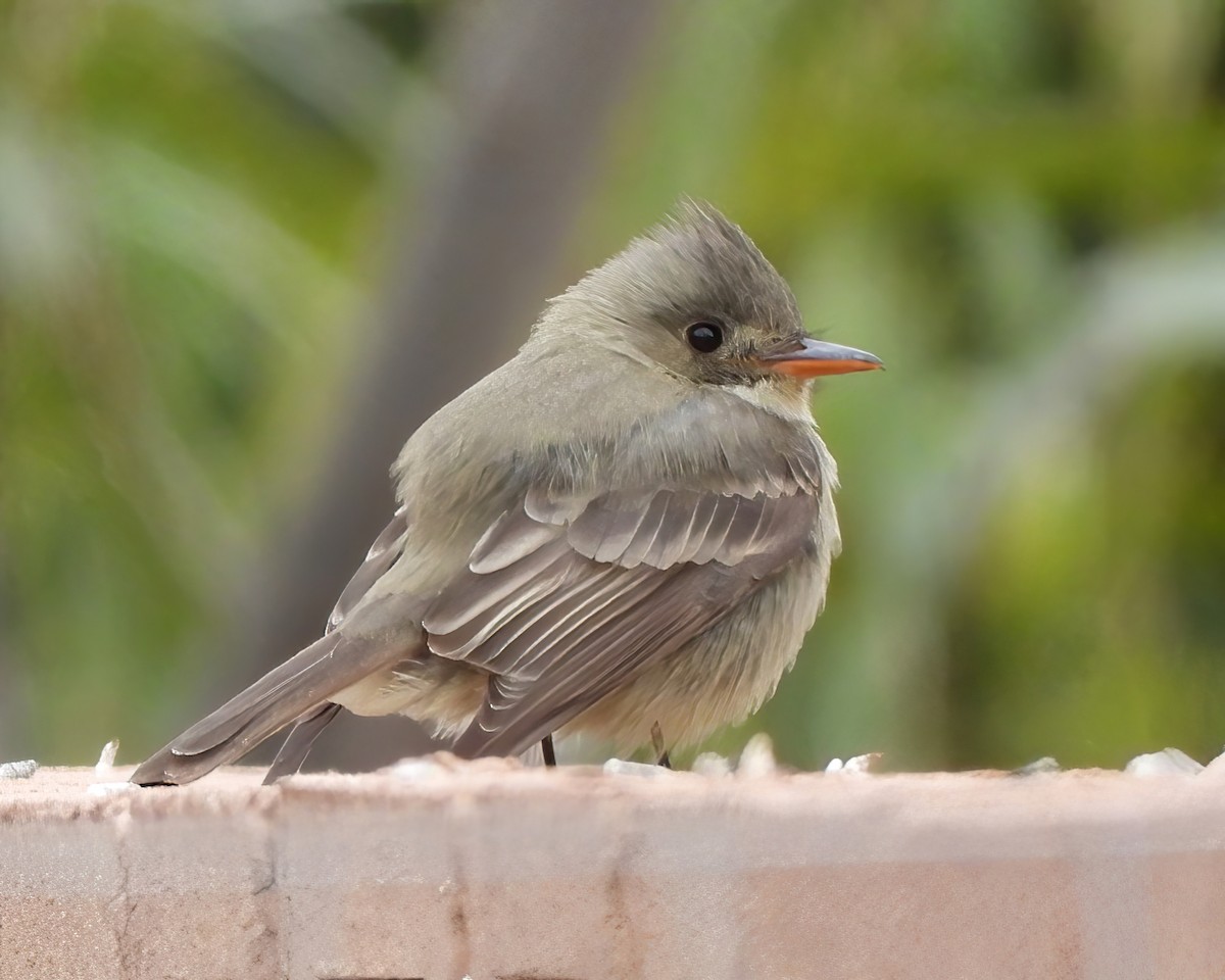 Greater Pewee - ML613400993