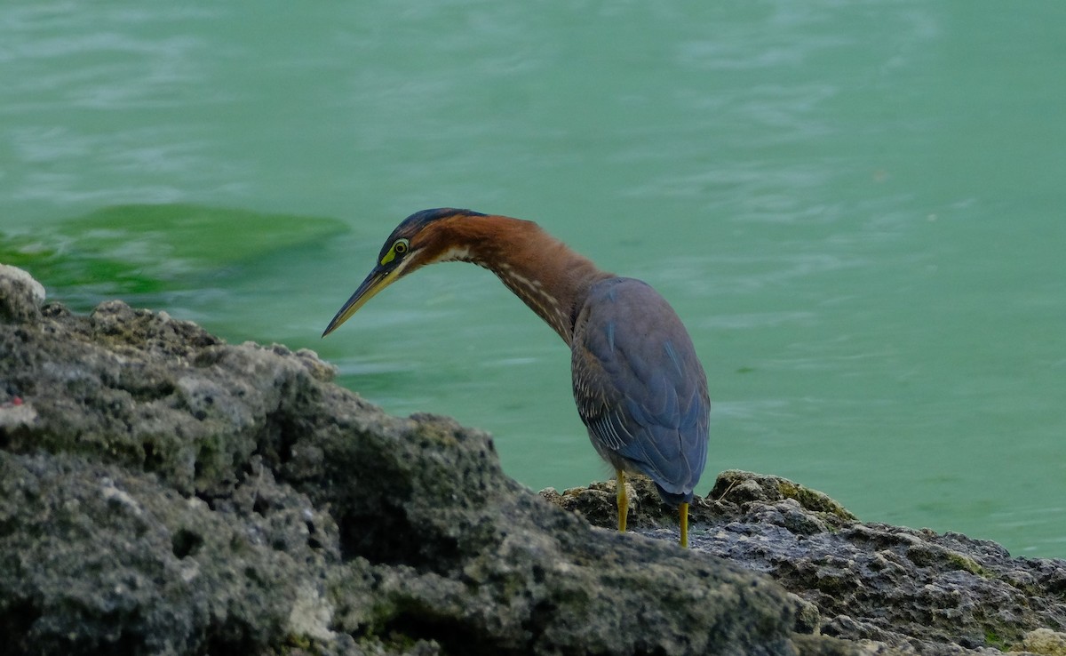 Green Heron - ML613400995