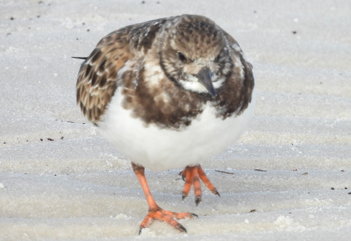 Ruddy Turnstone - Kathy Springer