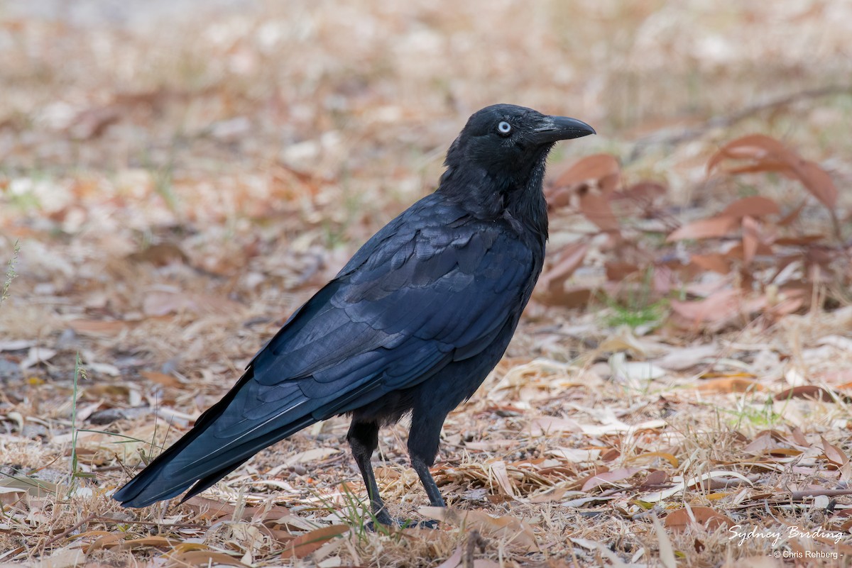 Corbeau d'Australie - ML613401081