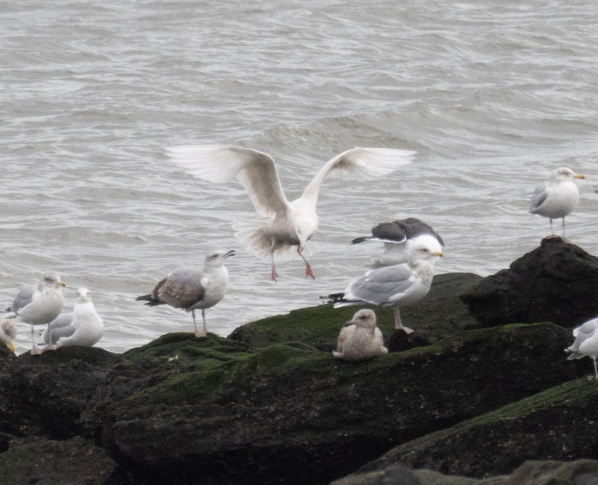 Glaucous Gull - ML613401085