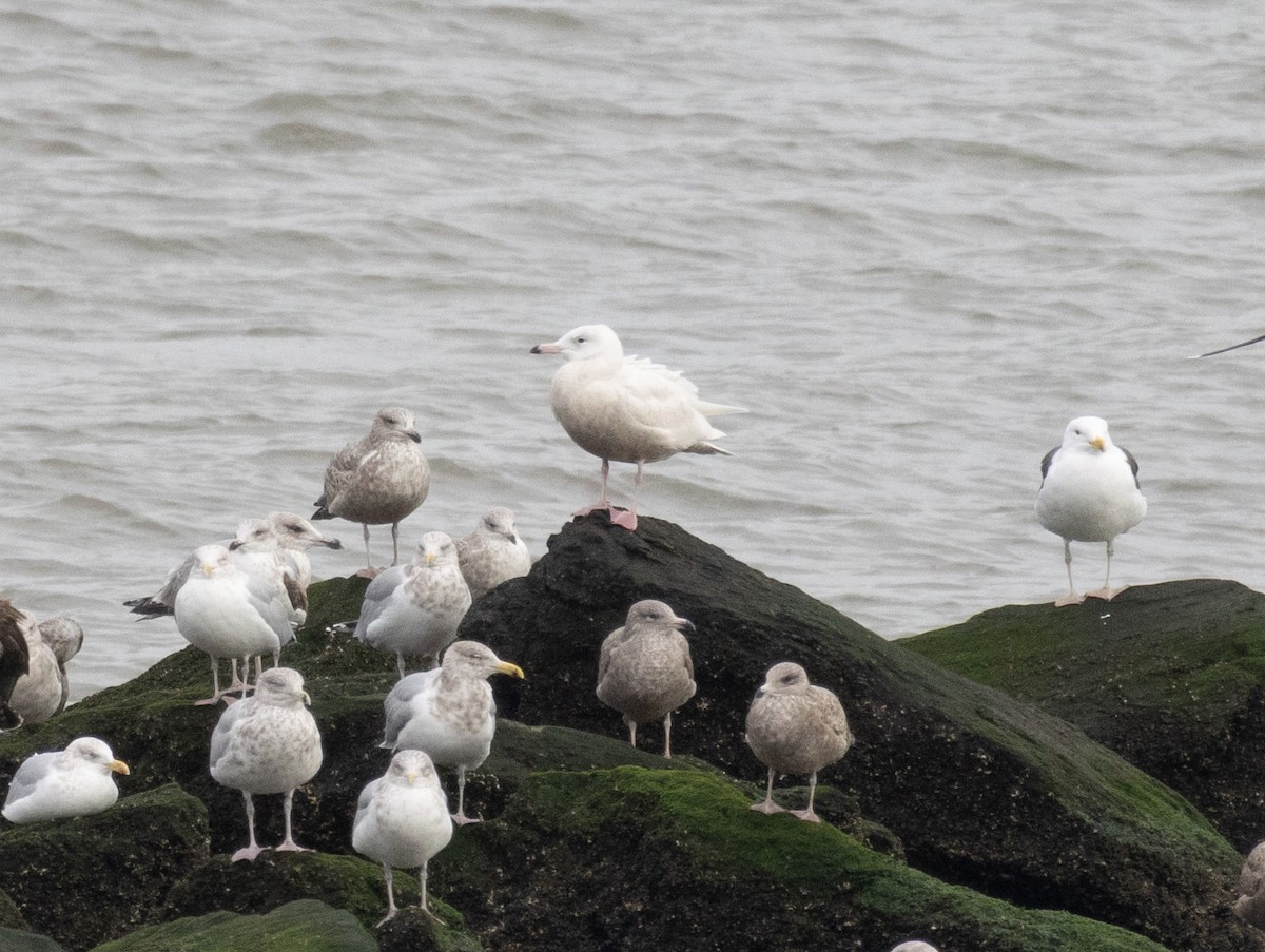 Glaucous Gull - ML613401086