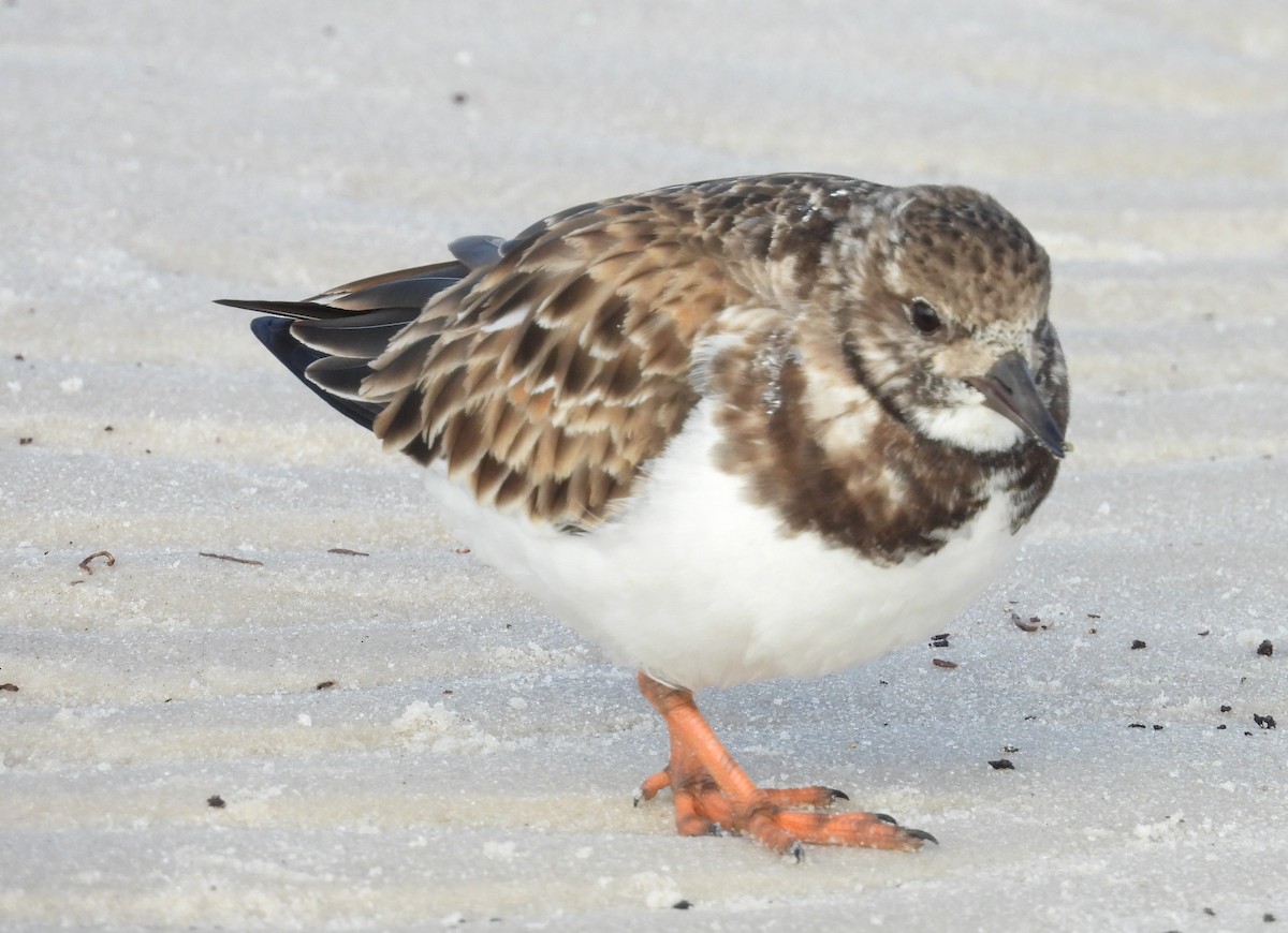 Ruddy Turnstone - ML613401087