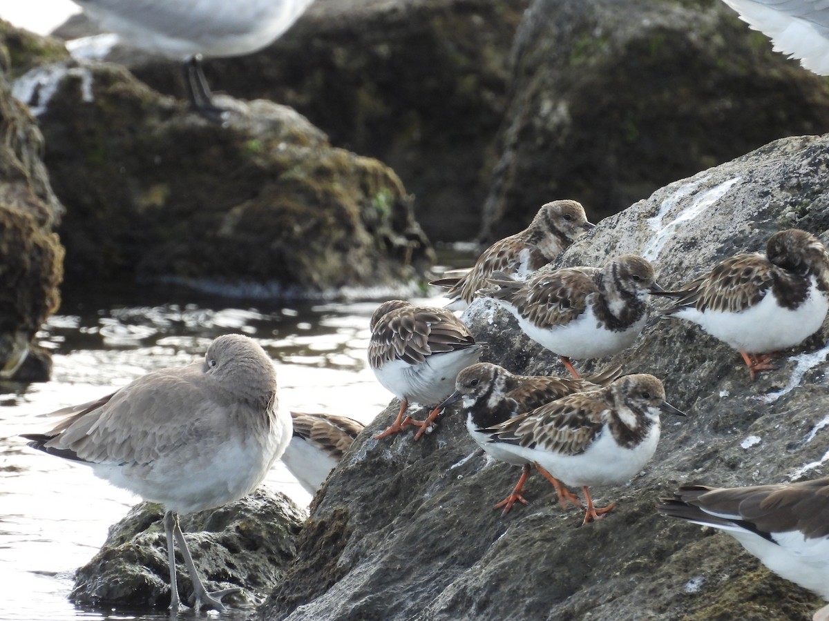 Ruddy Turnstone - ML613401100
