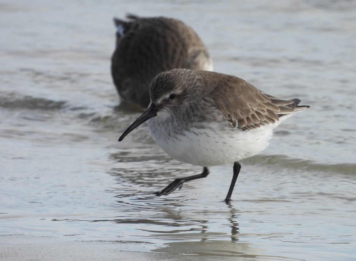 Dunlin - ML613401139