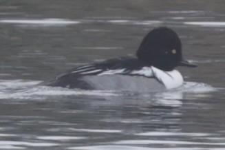 Common Goldeneye x Hooded Merganser (hybrid) - ML613401144