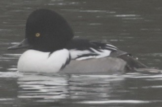 Common Goldeneye x Hooded Merganser (hybrid) - ML613401146