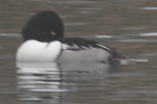 Common Goldeneye x Hooded Merganser (hybrid) - ML613401147