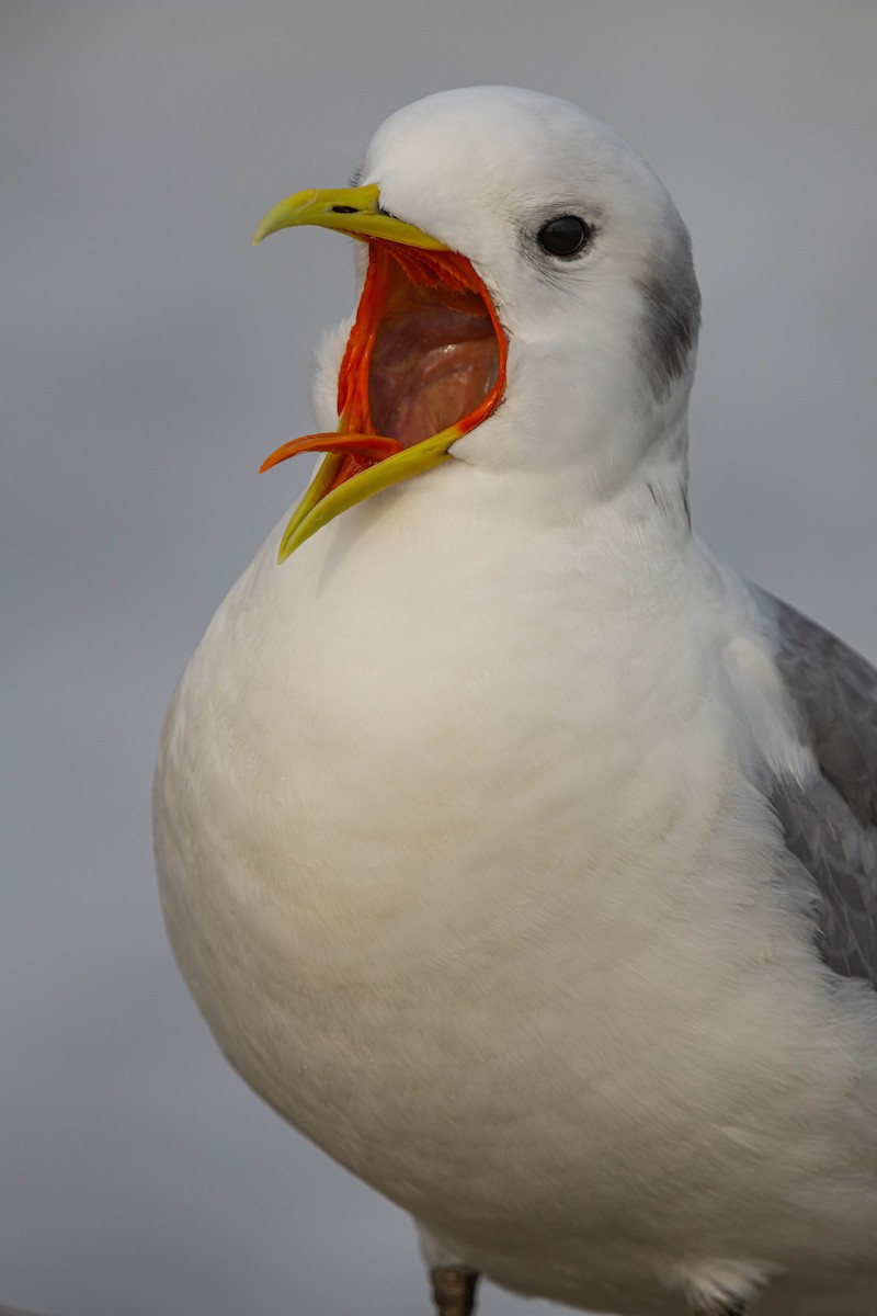 Black-legged Kittiwake - ML613401159