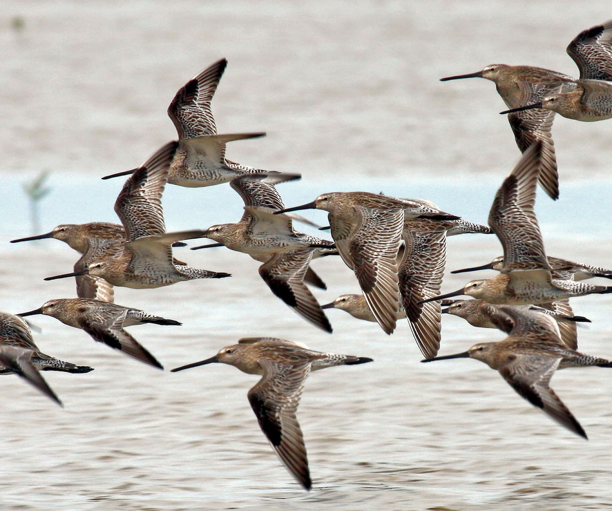 Asian Dowitcher - ML613401216