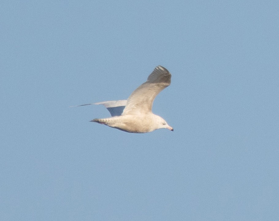 Glaucous Gull - MCHL ____