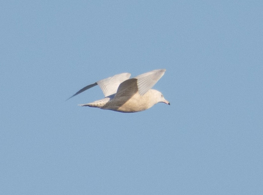 Glaucous Gull - ML613401258