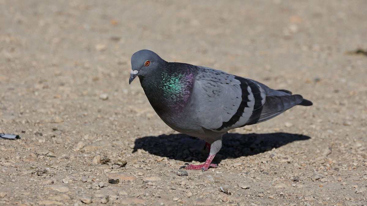 Pigeon biset (forme domestique) - ML613401278