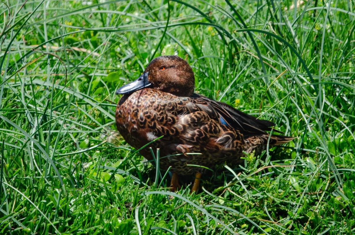 Cinnamon Teal - ML613401355