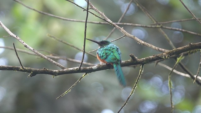 Rufous-tailed Jacamar - ML613401427