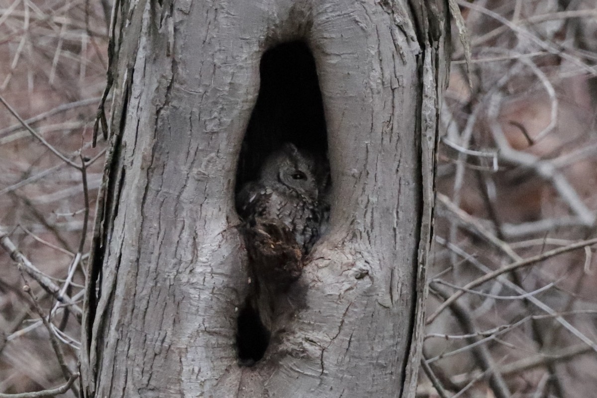 Eastern Screech-Owl - ML613401441