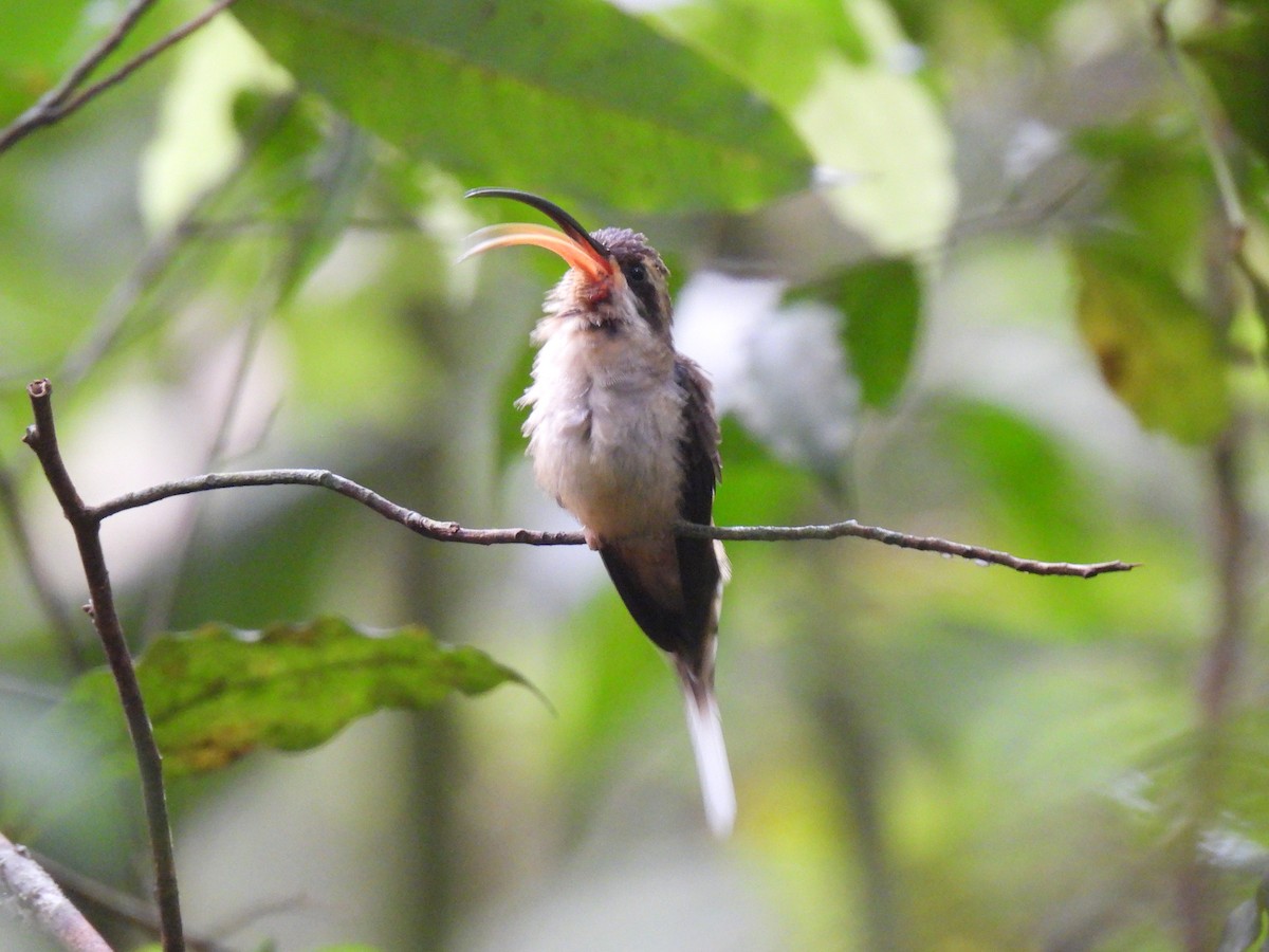 Long-billed Hermit (Central American) - ML613401445
