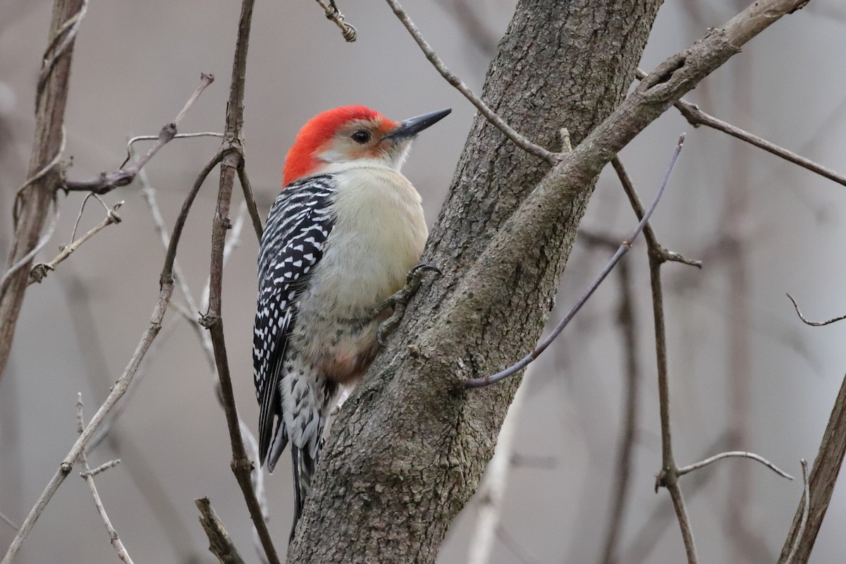 Red-bellied Woodpecker - ML613401447