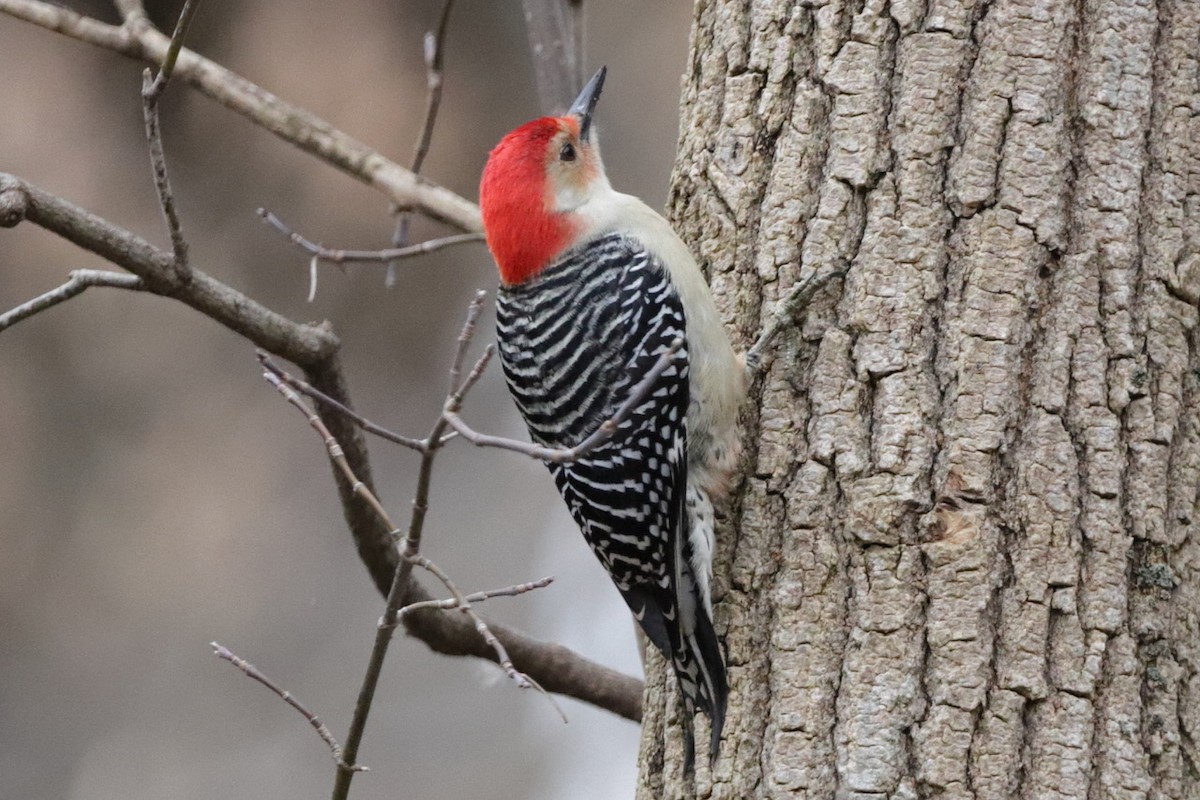 Red-bellied Woodpecker - ML613401448