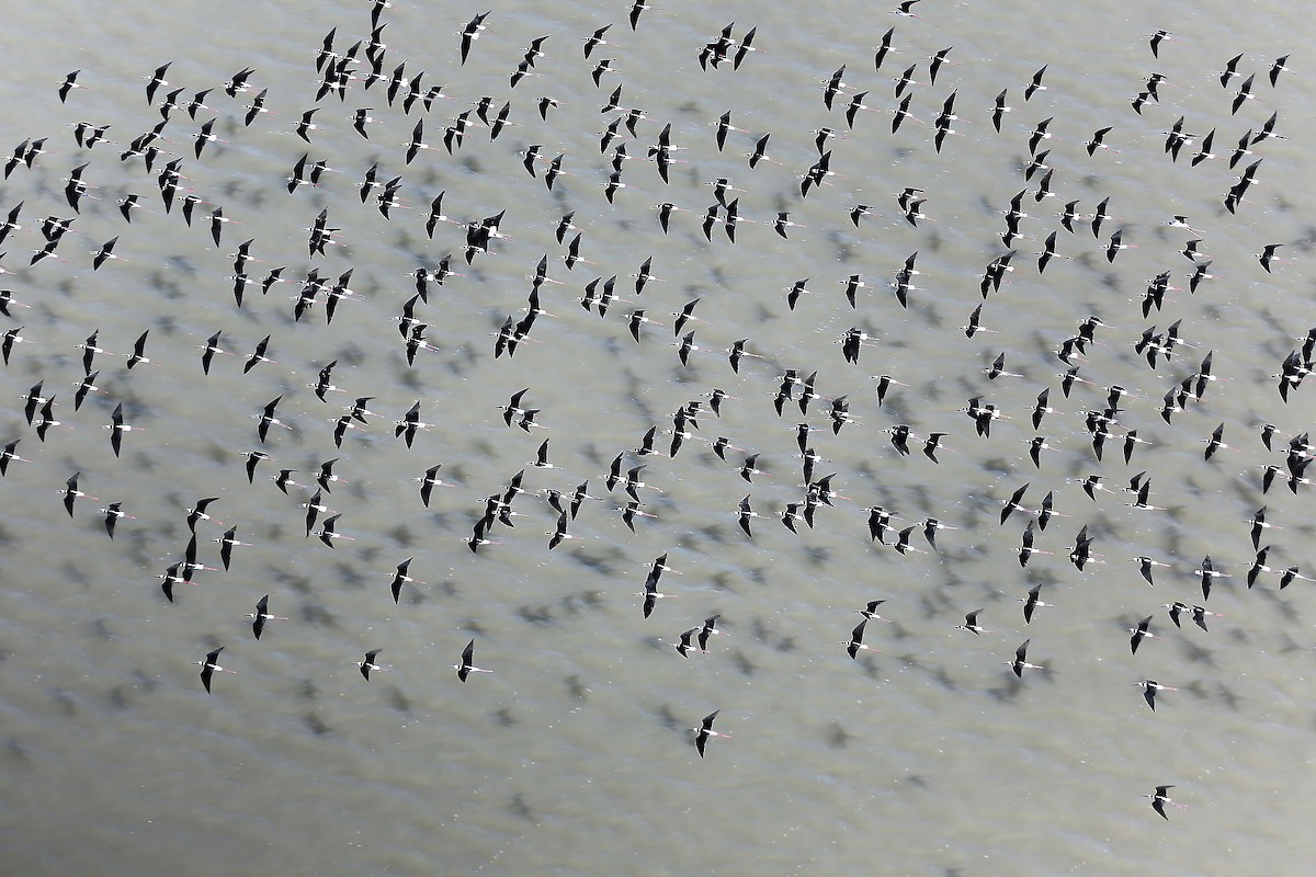 Pied Stilt - ML613401467