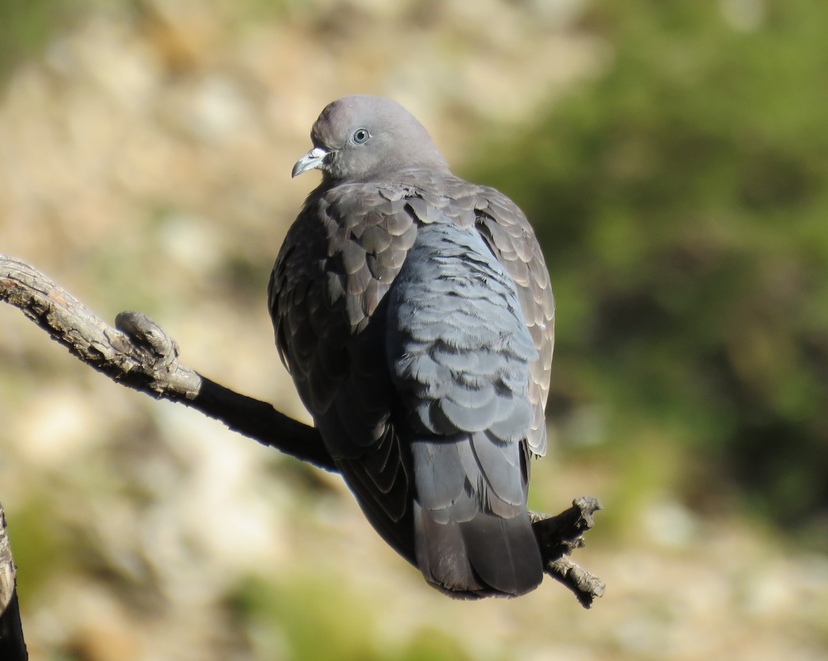 Spot-winged Pigeon (albipennis) - Numa Nazar
