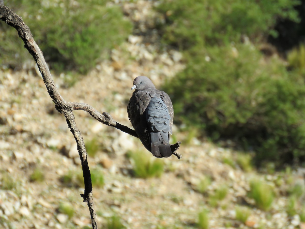 holub skvrnokřídlý (ssp. albipennis) - ML613401479