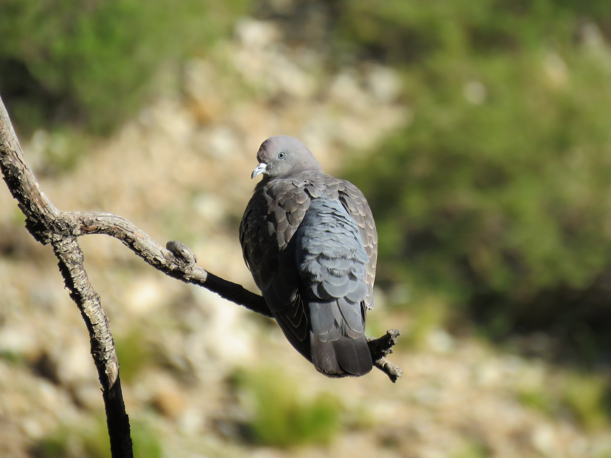 holub skvrnokřídlý (ssp. albipennis) - ML613401480
