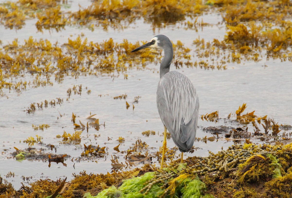 White-faced Heron - ML613401496