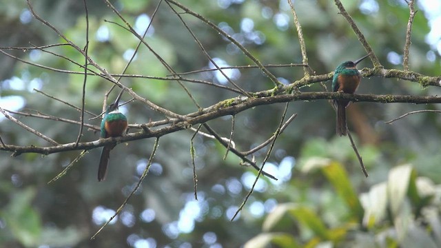 Jacamar à queue rousse - ML613401568