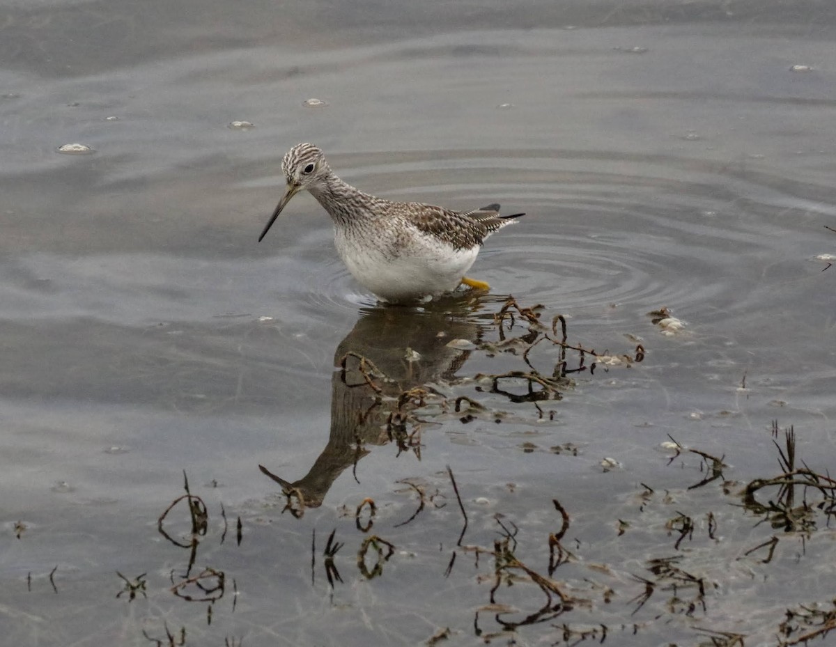 Greater Yellowlegs - ML613401578