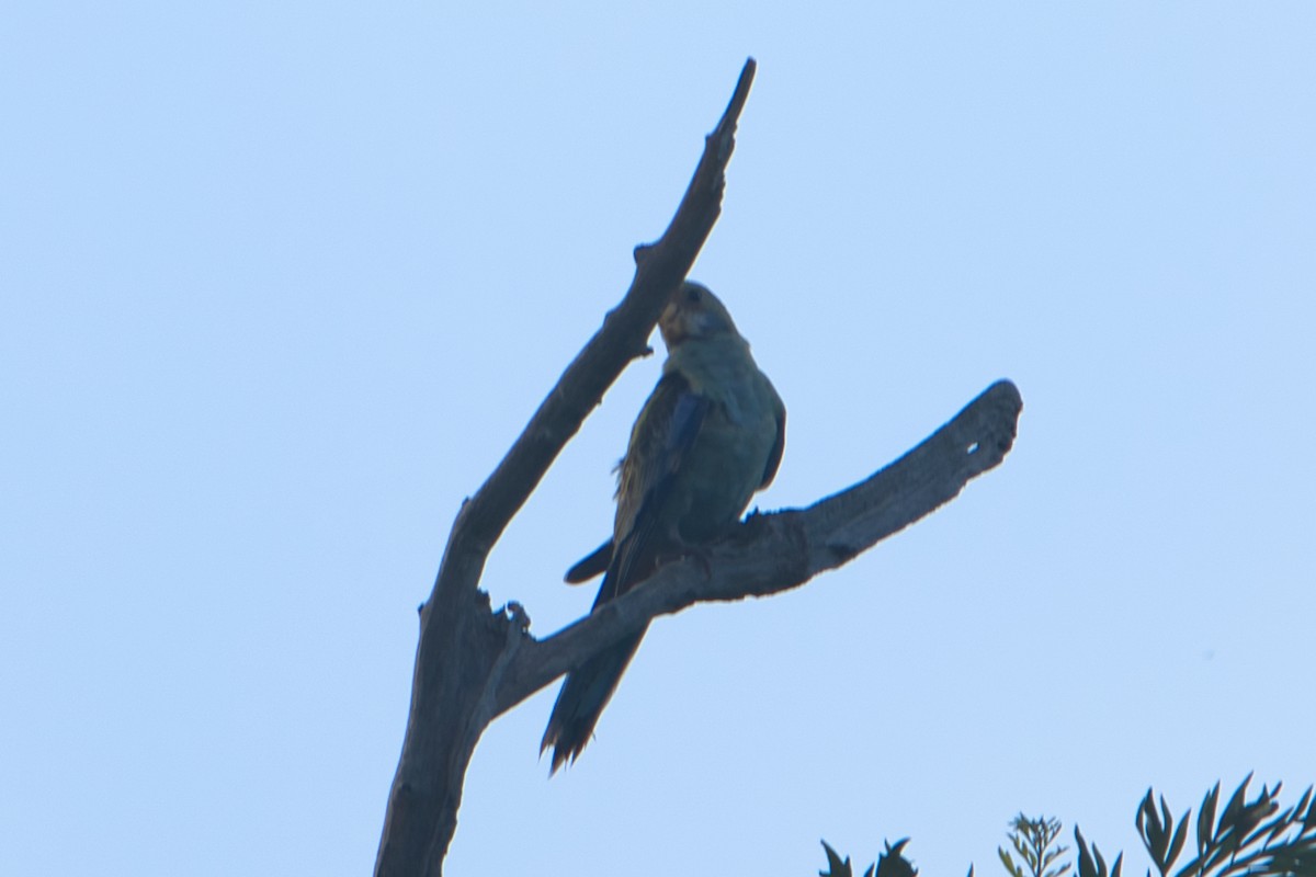 Pale-headed Rosella - ML613401595