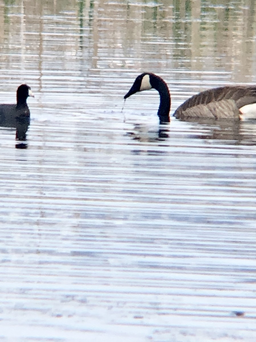 Canada Goose - Calliope Ketola